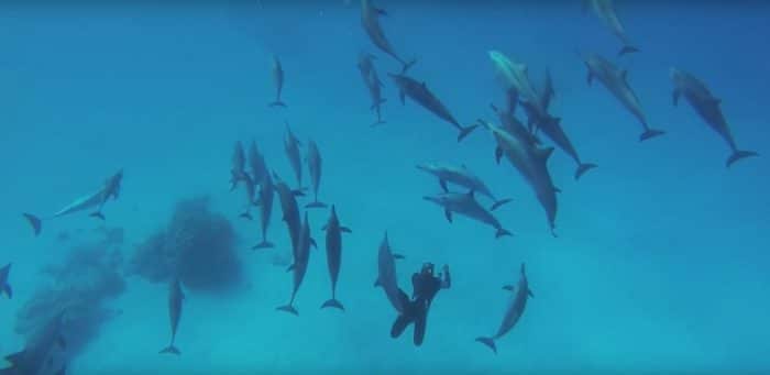 free-dive-with-dolphins